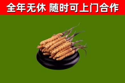 三门峡烟酒回收冬虫夏草.jpg